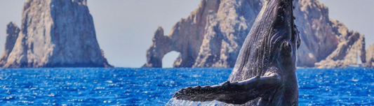 Exploring the Luxury of Los Cabos: A Guide to the Ultimate Vacation Experience